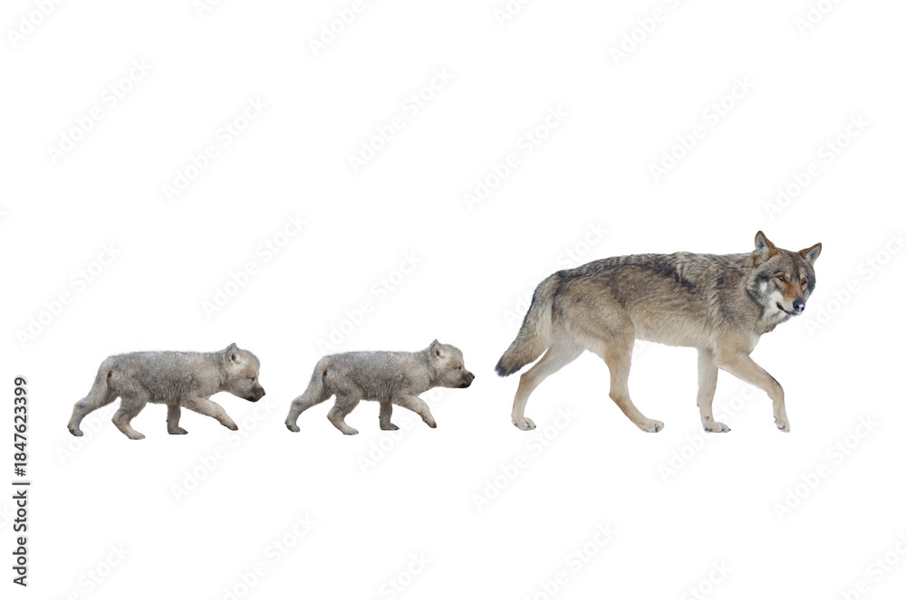 Obraz premium She-wolf and little wolf cubs walking isolated on white background