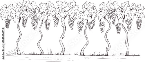 Black and white line of grapevine with hanging grape clusters