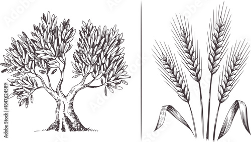 Black and white pen and ink of olive tree and wheat stalks