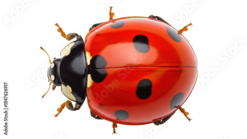 Isolated Red ladybug with black spots, close-up macro shot of ladybird beetle, insect, bug