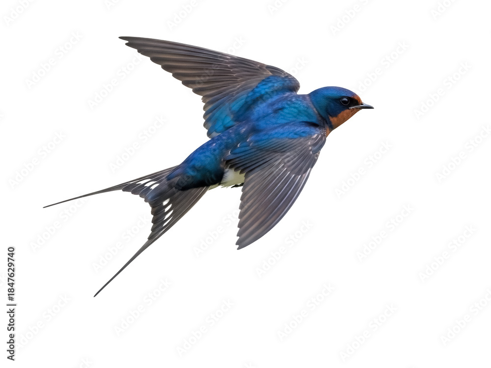 Fototapeta premium Isolated barn swallow with striking blue plumage and elongated tail feathers flying mid air