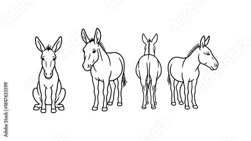 Donkeys in various poses and perspectives