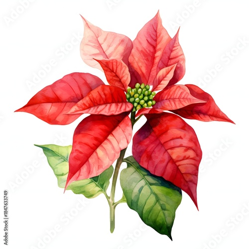 Vibrant watercolor poinsettia with red bracts and green leaves, perfect for holiday decoration