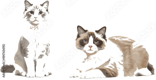 Highly Detailed Vector Set of Two Ragdoll Cats, One Sitting and One Lying Down, Ideal for Veterinary Graphics, Pet Care Branding, and Realistic Feline Illustrations.