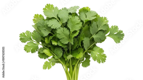 Εκτύπωση καμβά Isolated bunch of fresh cilantro herb, aromatic cooking ingredient, healthy food