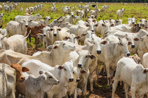 Cattle grazing in Mato Grosso, Brazil. Beef cattle in Brazil. Nelore cattle in Brazil; Livestock farming in Brazil