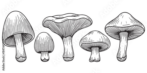 Cute Forest Fungi Vector Set with Colorful Hand Drawn mushroom Illustration