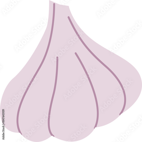 garlic isolated on white background. Vegetable vector illustration.