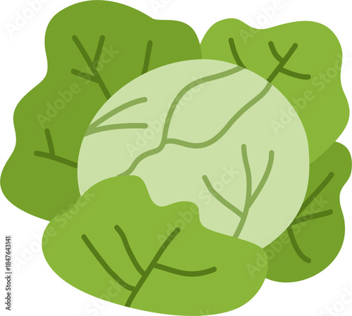 hand drawn vector illustration of a cabbage