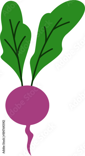 vector illustration of a beetroot. Beetroot vegetable vector illustration.