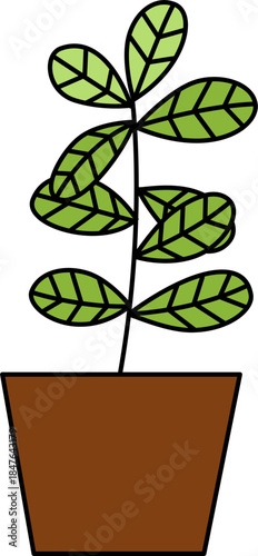 Flat vector Illustration of a foliage plant. Set of houseplants. Indoor plant in flowerpot. Decorative houseplants for interior home decoration.
