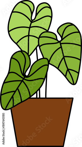 Flat vector Illustration of a foliage plant. Set of houseplants. Indoor plant in flowerpot. Decorative houseplants for interior home decoration.