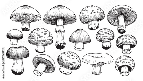 Cute Forest Fungi Vector Set with Colorful Hand Drawn mushroom Illustration