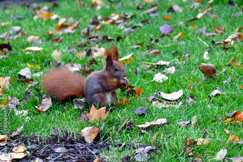 A reddish squirrel (Sciurus vulgaris) in the autumn park. The Royal Baths Park, Warsaw, Poland