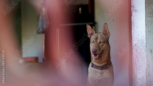 Faithful brown dog looking away with calm expression and foreground blur