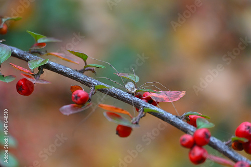 Cotoneaster plant, foliage and fruit