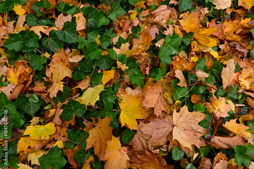 Autumn leaves on the ground. Colorful leaves on the grass. Natural fall pattern. Background with yellow and brown foliage. Autumn carpet