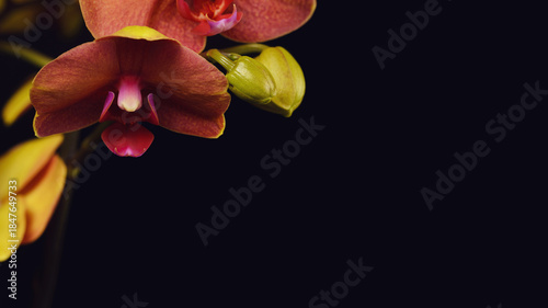 Phalaenopsis flowers and black backdrop of the project