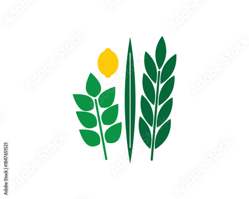 Jewish Four species illustrations - Etrog, Lulav, Hadas, Aravah