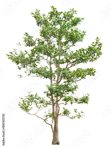 サザンカ　11月撮影　樹高280cm