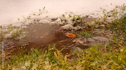 Close up of water drops falling from melting snow onto green grass, symbolizing seasonal transition, climate change, freshness, renewal, and natural water cycle. Ideal for nature, environment, spring.