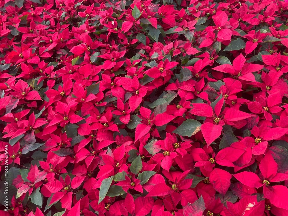 custom made wallpaper toronto digitalRed poinsettia leaves texture or background