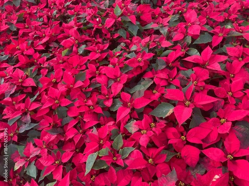 Wallpaper Mural Red poinsettia leaves texture or background Torontodigital.ca