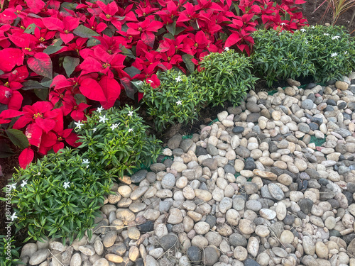 Wallpaper Mural Garden border with red poinsettias and stones Torontodigital.ca