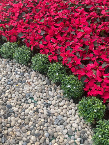 Wallpaper Mural Garden border with red poinsettias and stones Torontodigital.ca