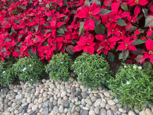 Wallpaper Mural Garden border with red poinsettias and stones Torontodigital.ca