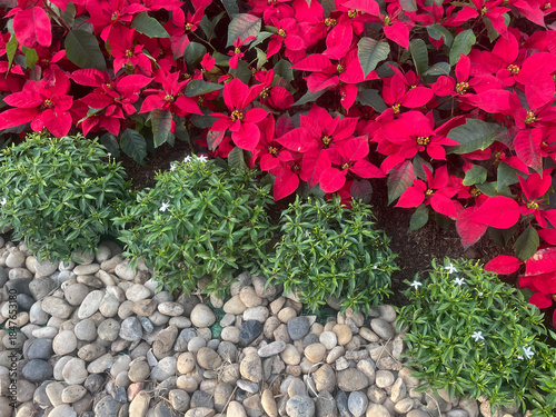 Wallpaper Mural Garden border with red poinsettias and stones Torontodigital.ca