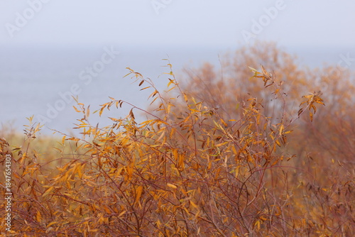 Autumn yellow leaves on a bush against the sea background.