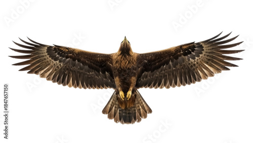 Tableau sur toile Majestic golden eagle flying PNG isolated on transparent background, powerful bi