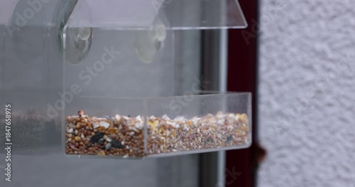 Great tit flock eating seeds from window bird feeder. close up