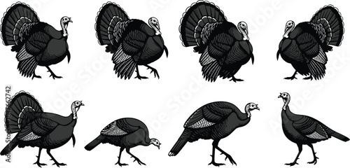 Set of black dolphin silhouettes jumping and swimming in various poses, isolated vector illustrations of marine mammals for ocean life and aquatic designs