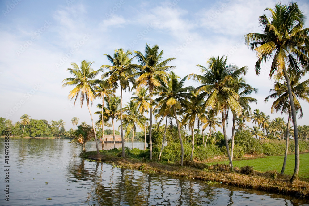 Obraz premium palm trees and water
