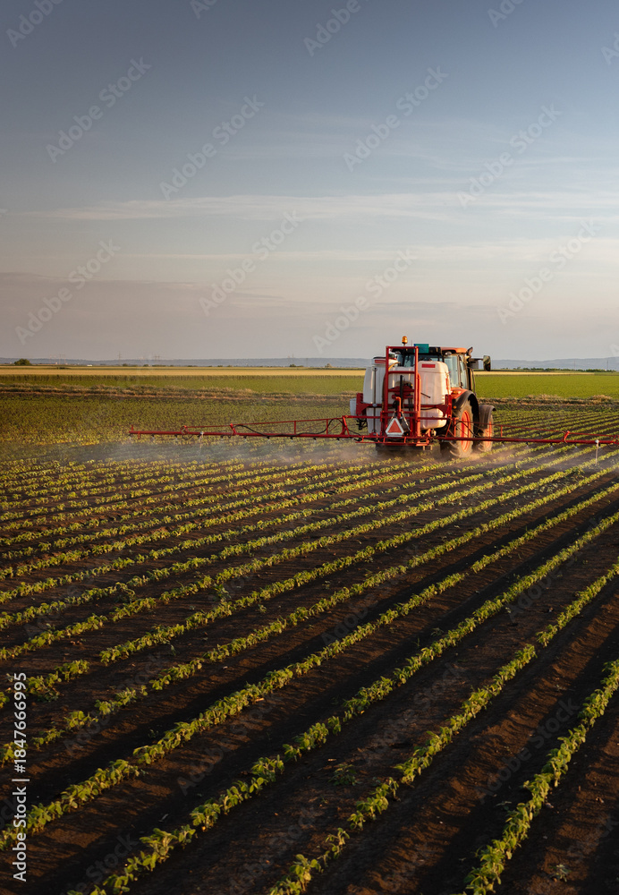 Obraz premium Tractor spraying crops in a lush green field at sunset.