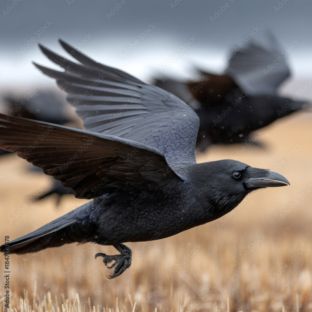 Obraz premium Raven flying over field in serene countryside landscape.