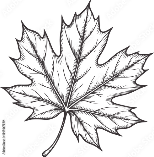 Detailed black and white hand drawn maple leaf with veins and stem
