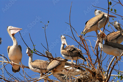family of pelicans