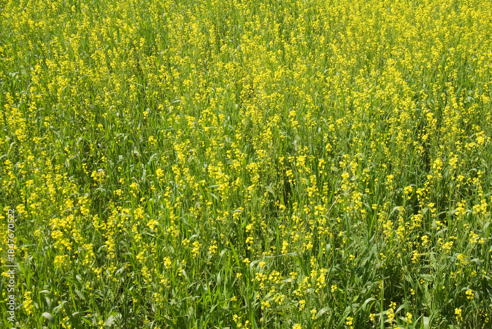 Obraz premium field of yellow mustard
