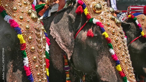 Decorated Temple elephants at a Hindu festival in Kerala , India