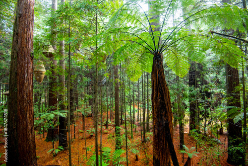 Fotografie Redwoods Whakarewarewa Forest - Rotorua - New Zealand