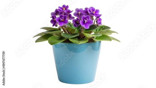 Isolated potted African violet plant with purple flowers in blue pot, houseplant, beautiful