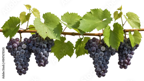 Canvas-taulu Isolated fruit of a grapevine with dark blue grapes attached to a brown branch w