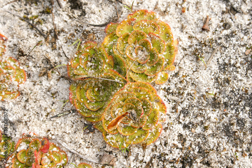 Dense-growing rosettes of painted sundew (Drosera zonaria) in natural habitat on white sand, Western Australia