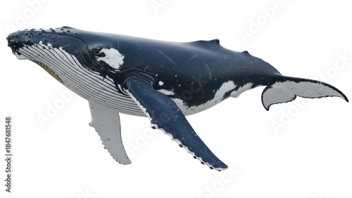 Obraz na płótnie Isolated humpback whale, a graceful marine mammal of the deep sea, swimming free