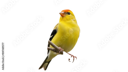 Cuadro en lienzo Isolated American goldfinch perched on a small branch, wild bird in natural envi