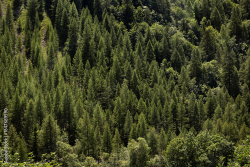 Grande forêt de sapins verts, environnement verdoyant, arrière-plan vert