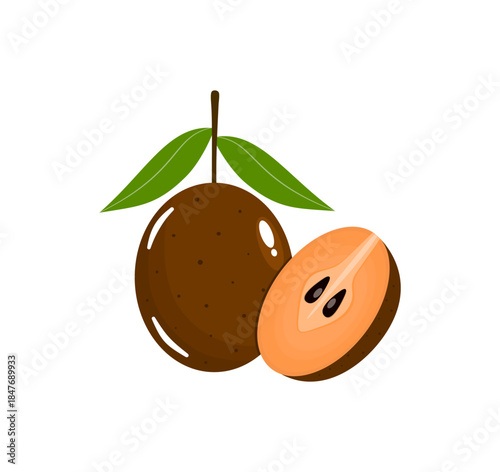 Sapodilla Fruit Illustration with Half Cut, Sawo (Manilkara zapota)